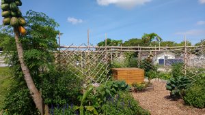 Permaculture and backyard gardening techniques fostered at the Florida House.
